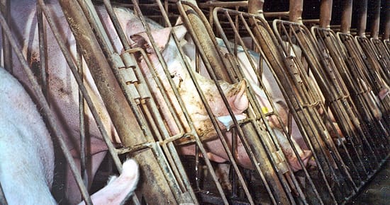 https://creativecommons.org/licenses/by-nc-nd/2.0/
Farm Sanctuary
Pigs in gestation crates