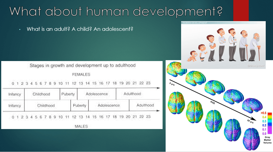 The simplified development of a human.